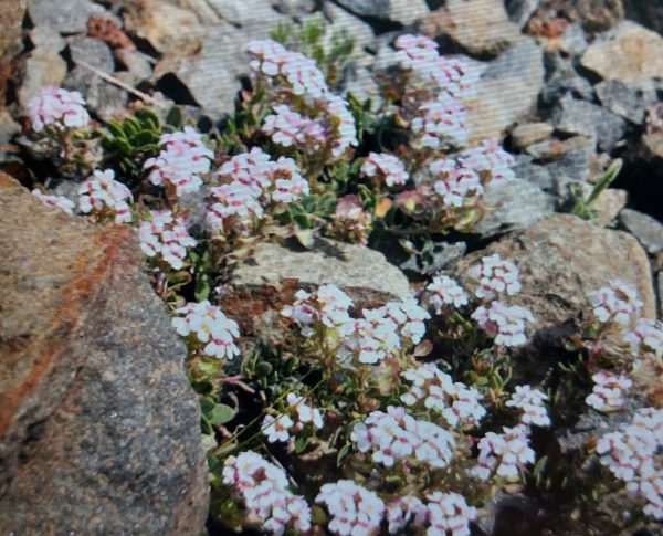 Felsen-Steintäschel – weiße Blüten mit rosa Mitte zwischen Kalksteinen im Geröll