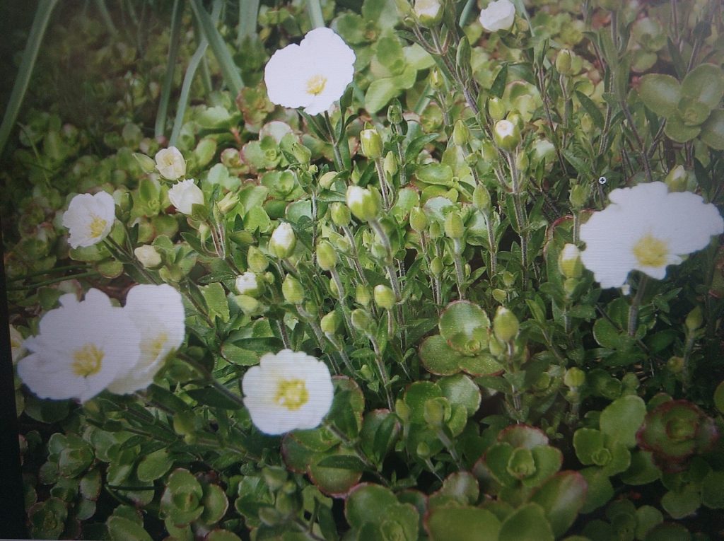 Berg-Sandkraut (Arenaria montana) mit weißen Blüten und rundlichen Blättern