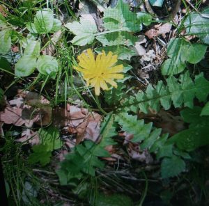 Blattrosette des Hainsalats (Aposeris foetida)