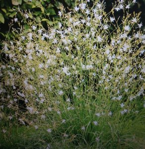 Ästige Graslilie (Anthericum ramosum) – blühender Horst mit weißen Sternblüten