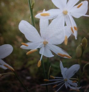 Graslilie (Anthericum) – weiße Blüten mit gelben Staubbeuteln in Nahaufnahme