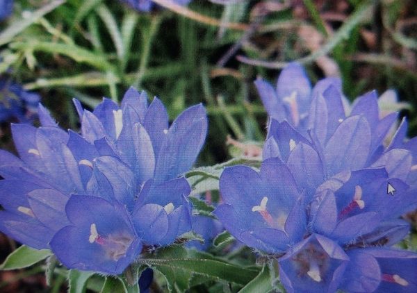 Edraianthus graminifolius mit grasartigen Blättern und blauen Blüten