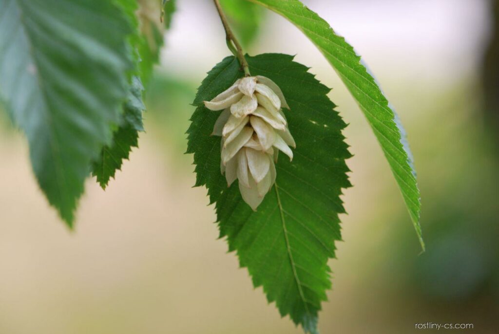 Hopfenbuche – Ansicht der Blüte.