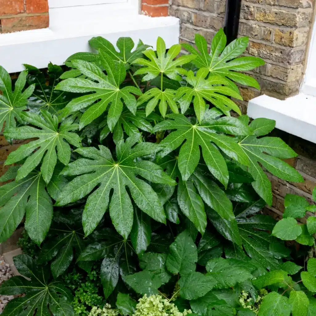 fatsia japonica - in den Boden an der Wand gepflanzt