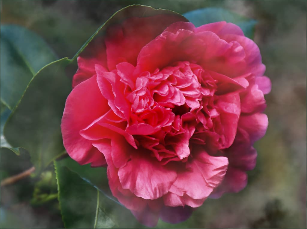 Gardenie – Nahaufnahme einer roten Blüte.