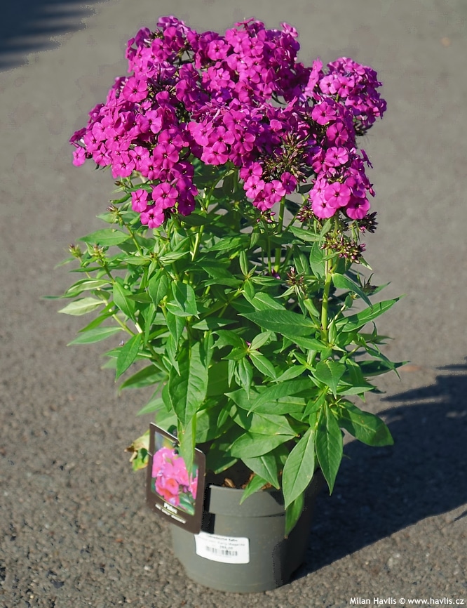 Phlox – im Blumentopf angebaut, auf einem Betonweg abgestellt.
