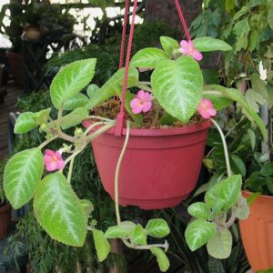Episcie in einem hängenden Blumentopf.