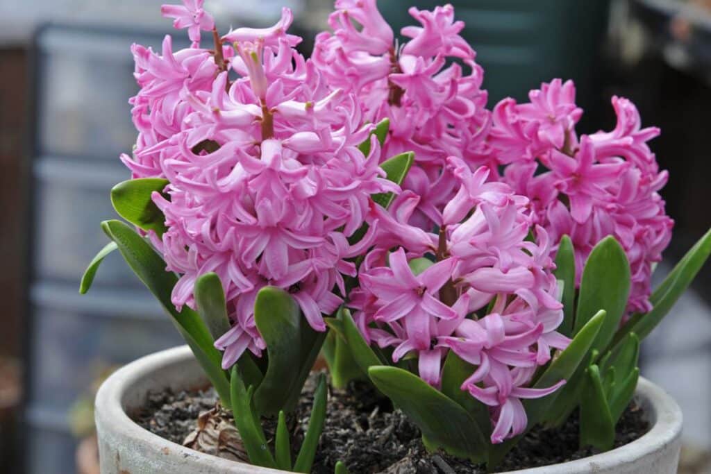Hyazinthe orientalis 'Pink Pearl'