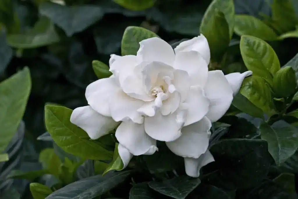 gardenia - Foto, das die Schönheit der weißen Blüten dieser wunderschönen Pflanze zeigt.