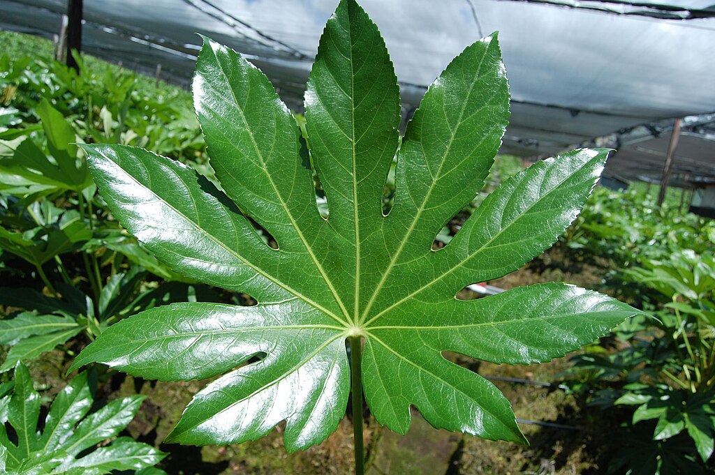 glänzendes Blatt der Pflanze Fatsia japonica