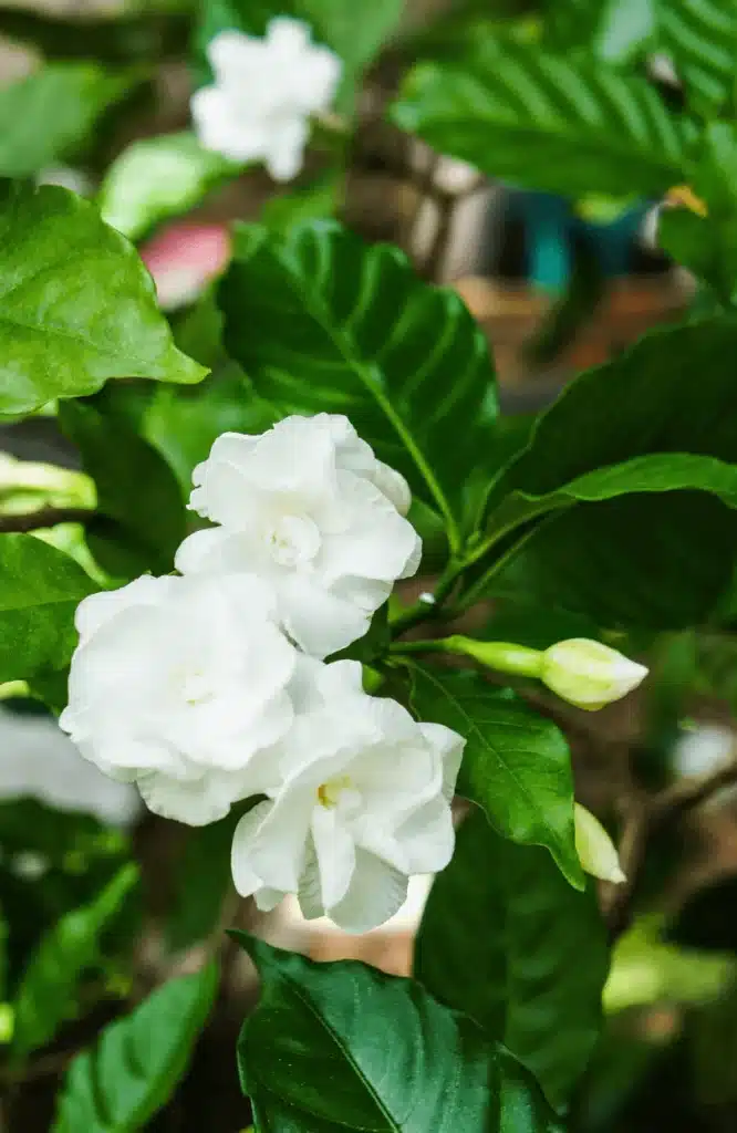 gardenia - gerade blühende gesunde Pflanze.