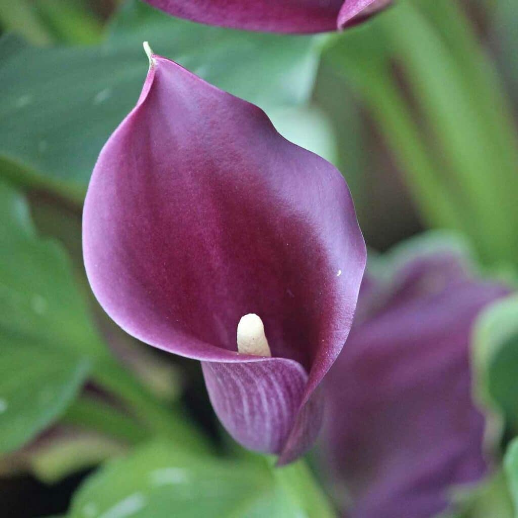 Calla - Blüte
