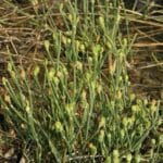 Meerträubel-Busch mit grünen Ruten