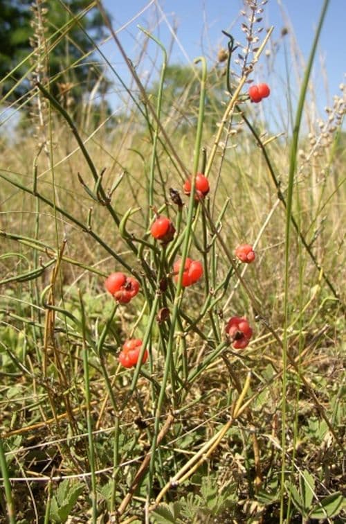 Meerträubel mit nadelförmigen Blättern und Beeren