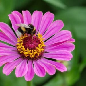 Rosa Zinnie mit einfacher Blüte und gelbem Zentrum, darauf eine Hummel
