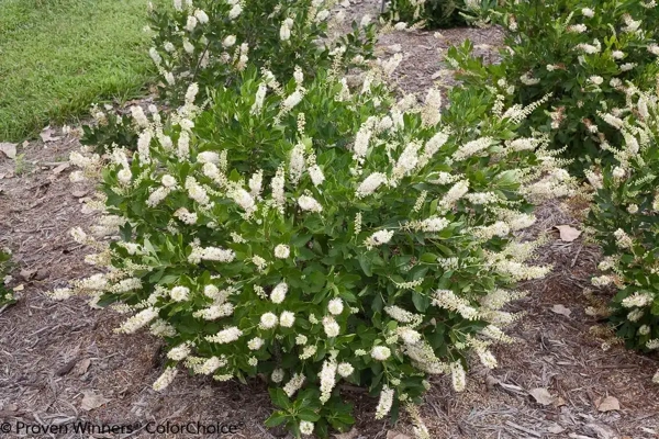 Scheineller (Clethra alnifolia)