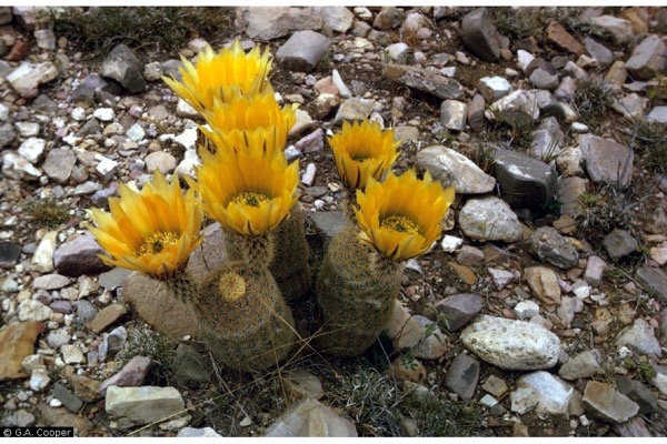 Echinocereus dasyacanthus​