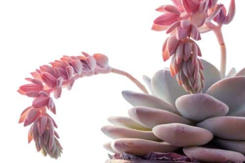 Blühende Echeverie mit rosa Glockenblüten an einem gebogenen Blütenstiel