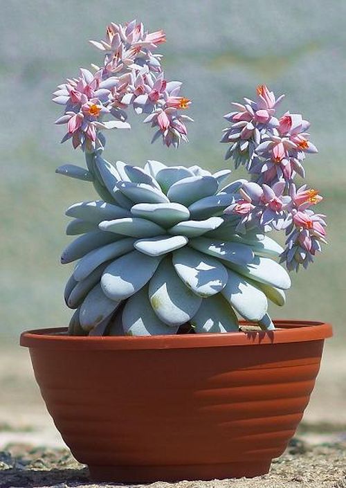 Echeverie mit blaugrauer Rosette und rosa Blüten im Tontopf