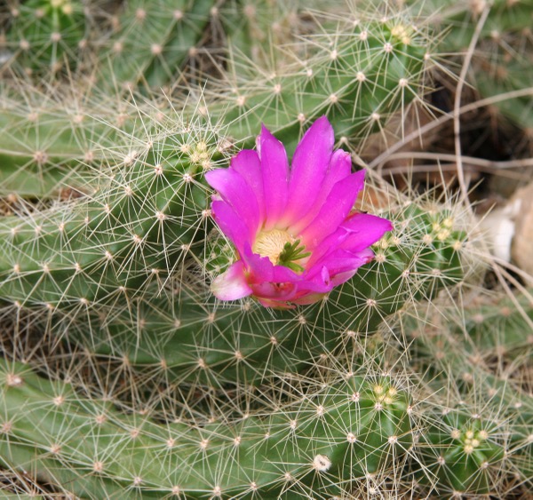 Echinocereus cinerascens​