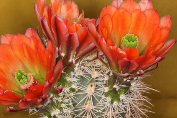 Echinocereus acifer​