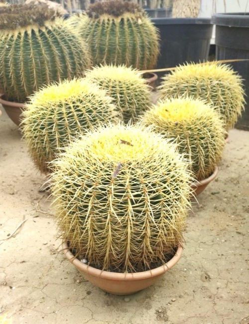 Echinocactus grusonii im Blumentopf