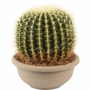 Echinocactus grusonii im Blumentopf
