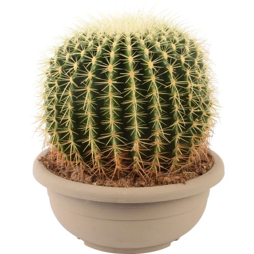 Echinocactus grusonii im Blumentopf