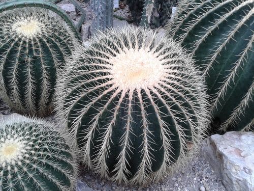 Echinocactus grusonii