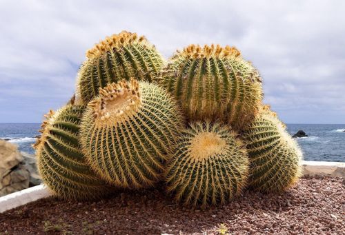 Echinocactus grusonii