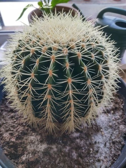 Echinocactus grusonii mit kugelförmiger Form und dichten goldenen Dornen