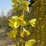 Forsythie – ein Zweig, aus dem gelbe Blüten wachsen.