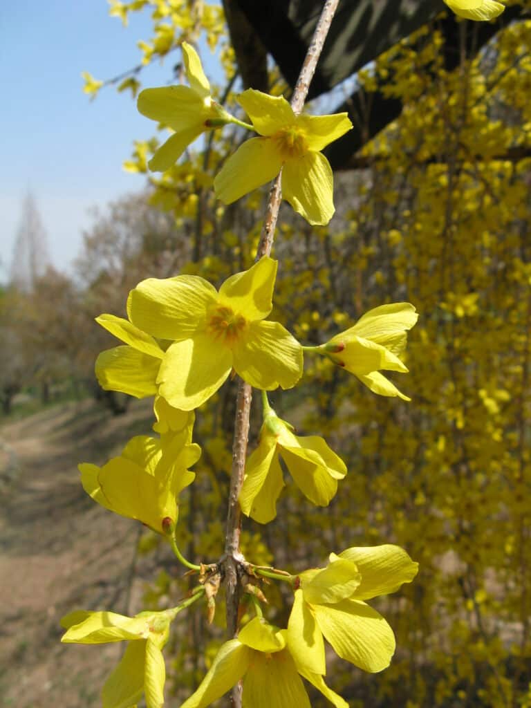 Forsythie – ein Zweig, aus dem gelbe Blüten wachsen.