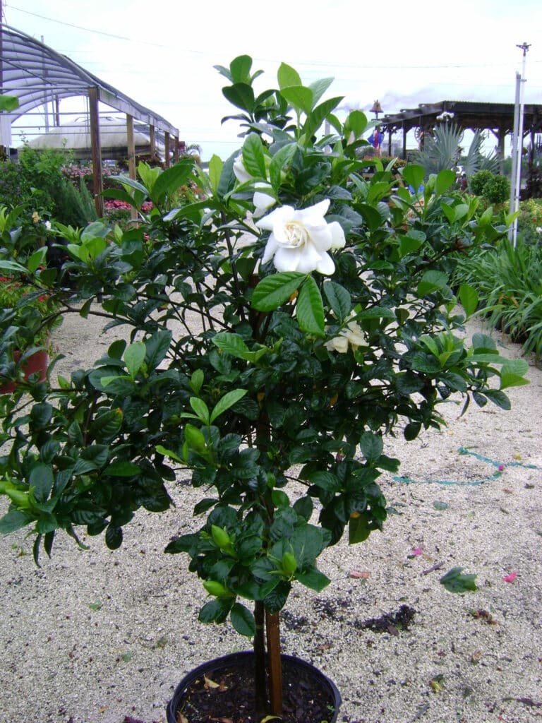 gardenia - blühend im Blumentopf auf einem staubigen Weg abgelegt.
