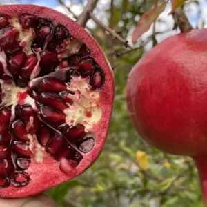 Granatapfel (Punica granatum)