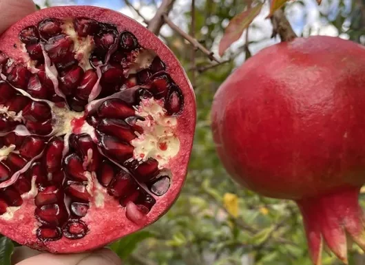 Granatapfel (Punica granatum)