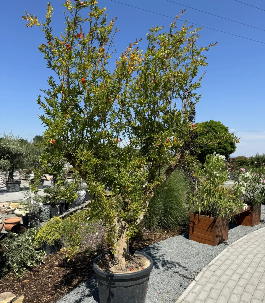 Granatapfel (Punica granatum)