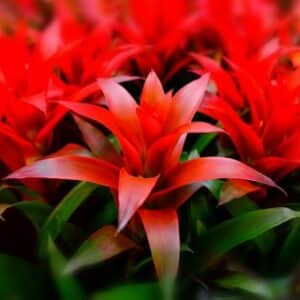 Guzmania mit roten Blättern und Blüten