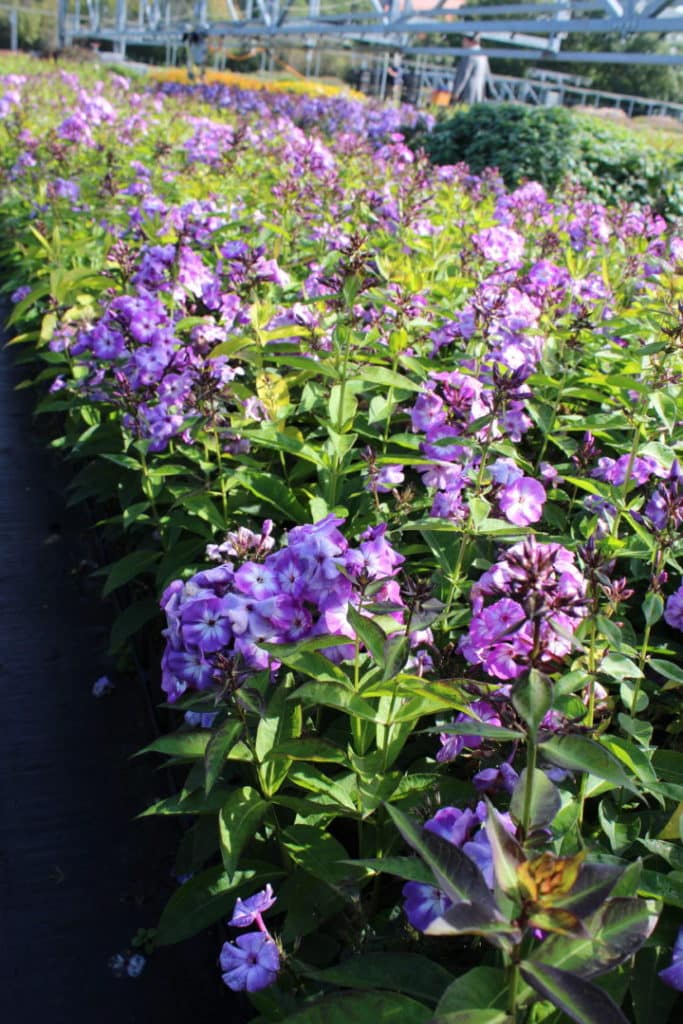 Phlox – eine große Anzahl gesunder Pflanzen an einem sonnigen Tag.