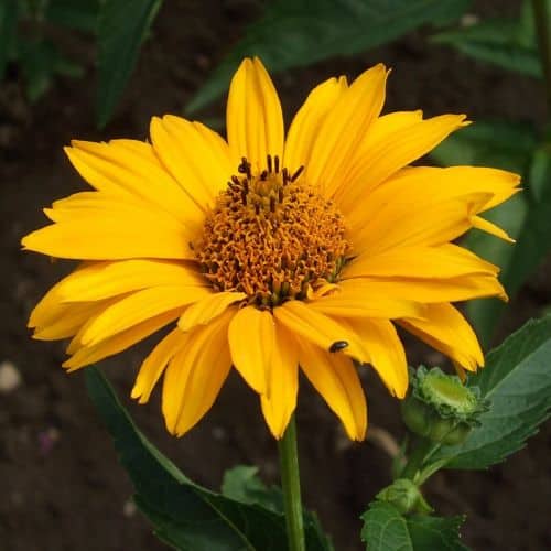 Janeba Blüte