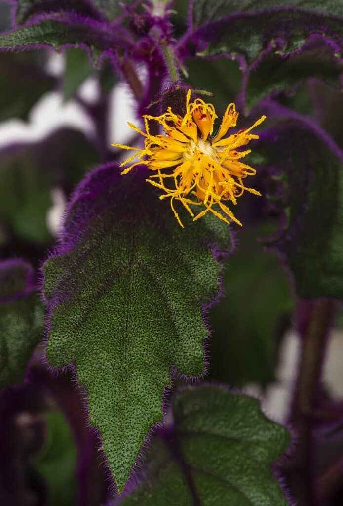 gynura - Beispiel der gelben Blüte dieser Pflanze.