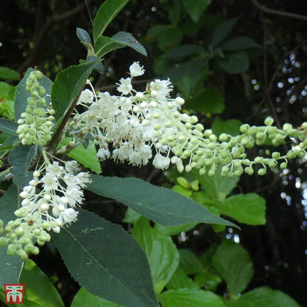 Japanische Scheinelle (Clethra barbinervis)