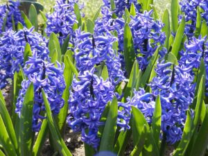 Hyazinthe (Hyacinthus orientalis)