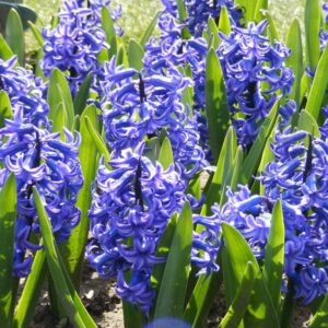 Blaue Hyazinthen (Hyacinthus orientalis) im Frühlingsbeet