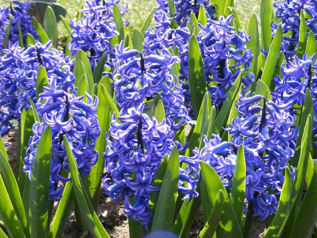 Hyazinthe (Hyacinthus orientalis)