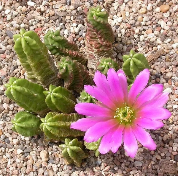 Echinocereus pentalophus​