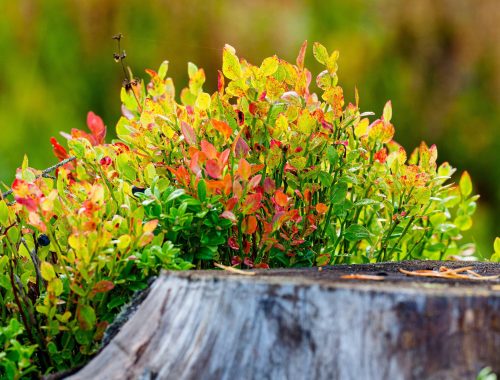 Herbstlicher Garten mit bunt gefärbtem Laub und reifen Früchten