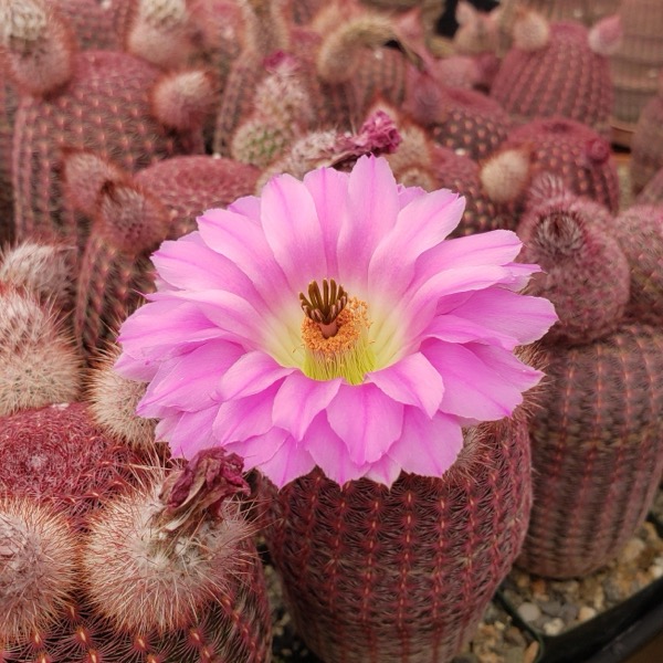 Echinocereus pectinatus​