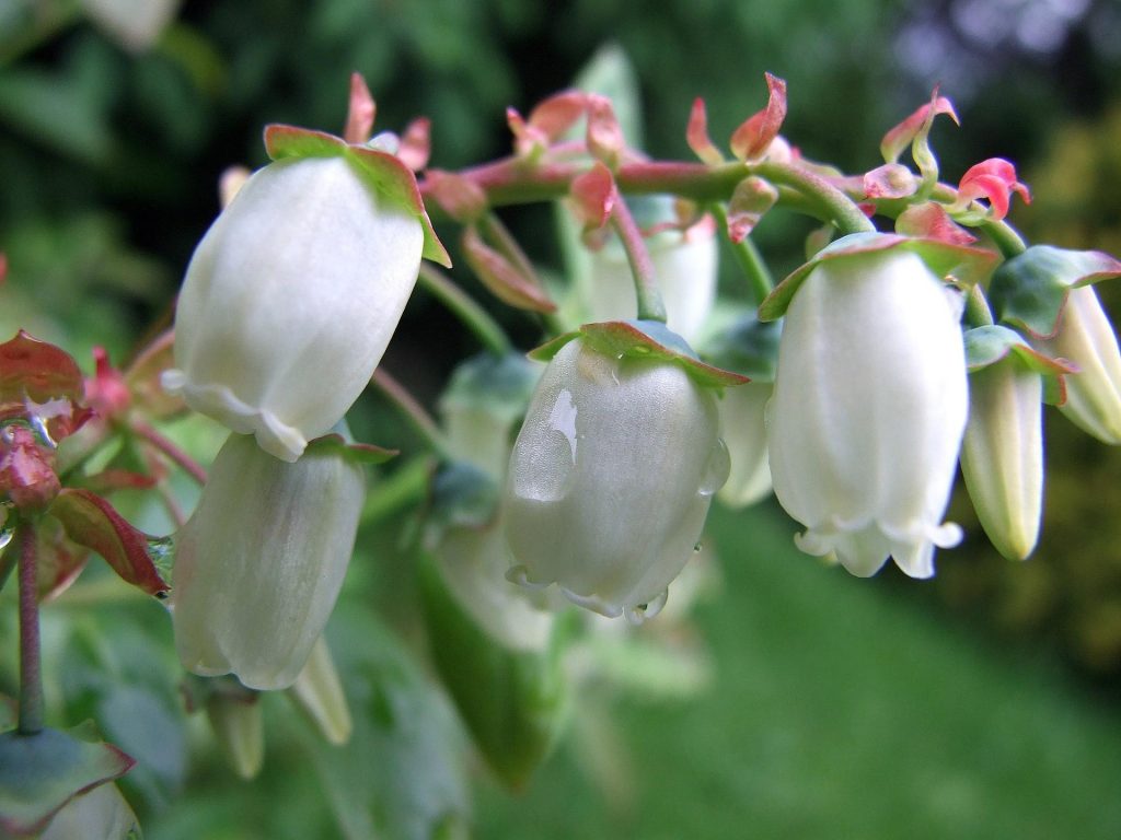 Biene an einer Heidelbeerblüte