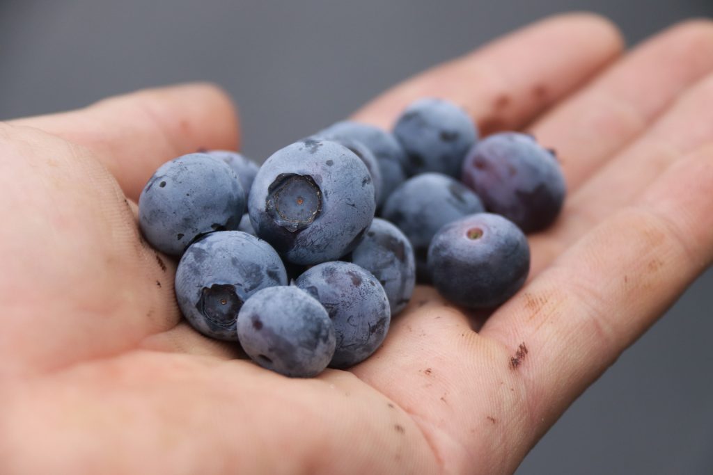 Geerntete Heidelbeeren in der Hand